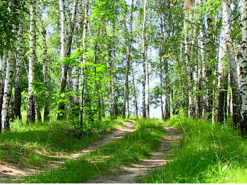 Анин лес