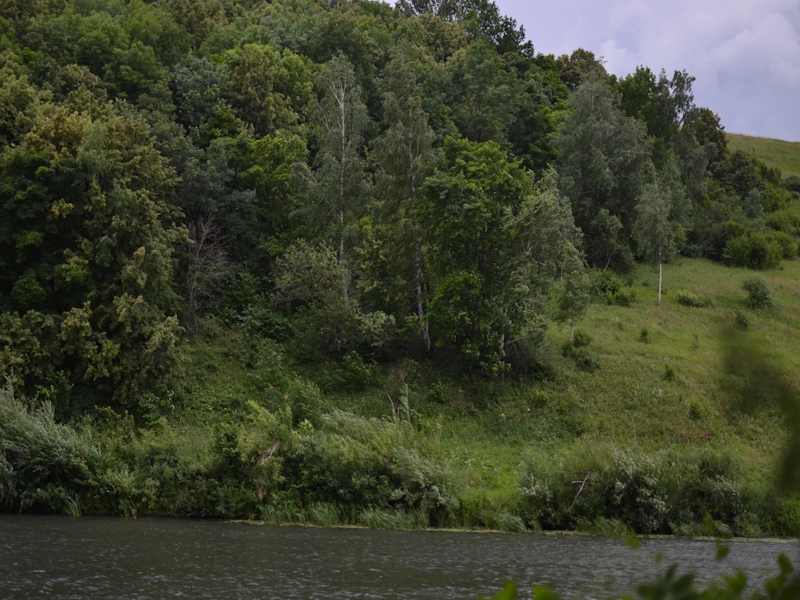 Река и Лес