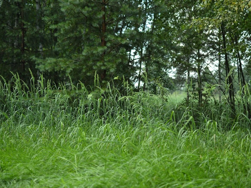Лес