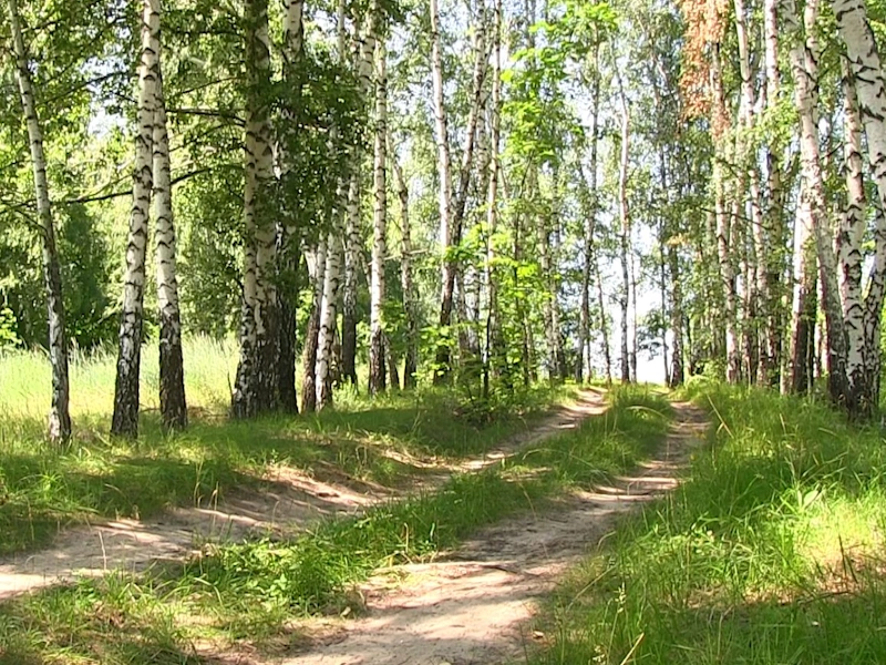 Лес
